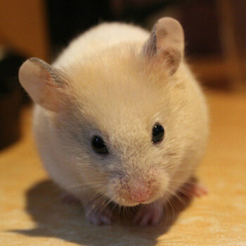 安小离仓鼠幼崽仓鼠笼仓鼠活物宠物活体宠物金丝熊