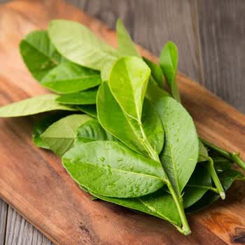 新鲜柠檬叶 青柠叶  泰国冬阴功汤料西餐调味料香料新鲜蔬菜 50g