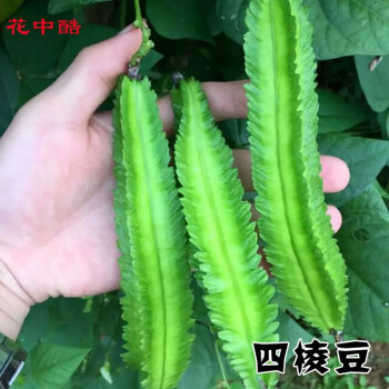 花中酷d 四棱豆种子四棱豆苗四角豆皇帝豆香龙豆四季盆栽四棱豆种子50粒药材种子 四棱种子粒 图片价格品牌报价 京东