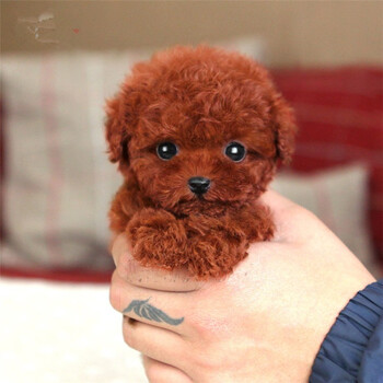 纯种泰迪犬活体狗狗幼犬小茶杯犬长不大的卷毛泰迪犬宠物狗狗玩具型