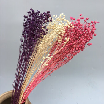 相思豆云南干花花束永生花diy客厅装饰花插花真花 白紫 玫红