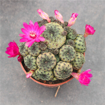 仙人球组合多头紫丽丸新手套餐办公室小盆栽防辐射开花大植物青色青蛙