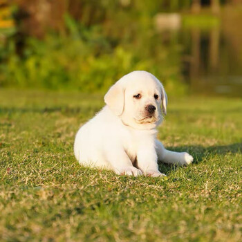 卡布卡多犬图片幼犬图片