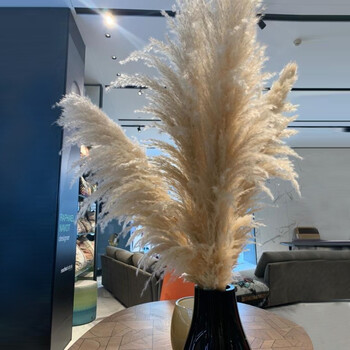 当季精选新品网红芦苇干花装饰插花摆件花束客厅摆设婚庆拍摄道具大穗
