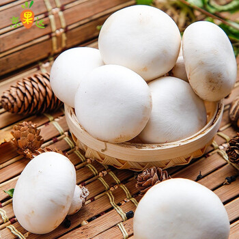 口蘑新鲜双孢菇白蘑菇草菇蔬菜西餐食用应季时令食材煲汤 1000g