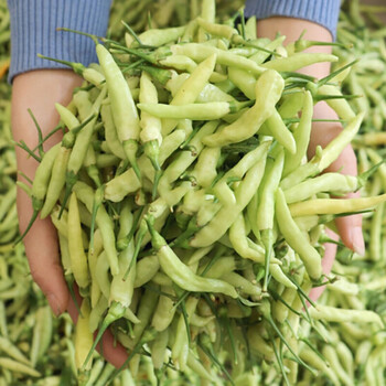 玫栀 顺丰 云南临沧小米辣新鲜老品种白小米辣云南特产 3000g