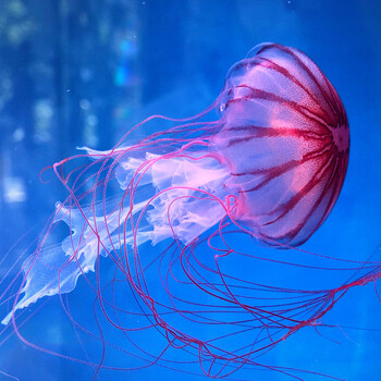 黑星海刺水母活体中大型活体水母展海洋馆水母人工繁殖水母月光水母