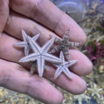 迷你翻砂海星海水鱼翻砂海星活体珊瑚小丑鱼黎明蟹玉蟹翻砂蟹迷你翻砂