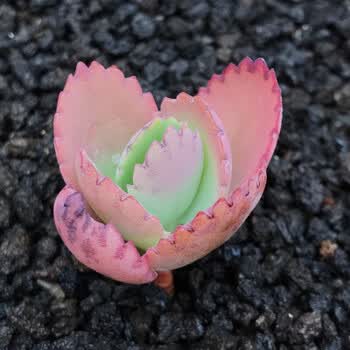 多肉植物唐印萌系阳台盆景绿植花卉办公室多肉组合盆栽 花色 蕾丝公主