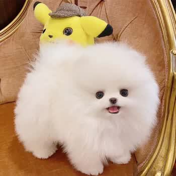 博美犬狗狗活体宠物狗幼崽博美幼犬茶杯犬纯种茶杯狗小型犬俊介小狗崽活物小狗狗小奶狗宠物级