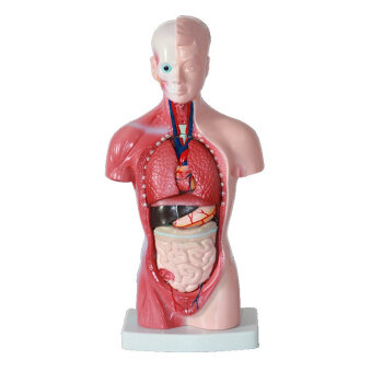 海医Heymode医学中小学幼儿园教育 26CM躯干模型人体解剖器官结构模型 人体器官结构组织玩具模