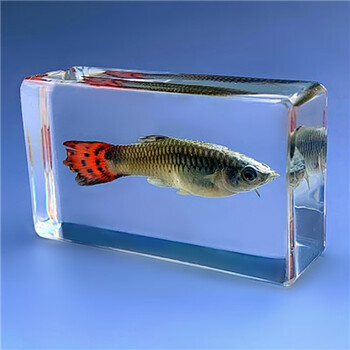 珍贵海洋动物真实鱼树脂标本 热带鱼淡水鱼 早教创意琥珀收藏摆件