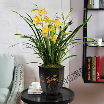 剑兰兰花苗原盆原土四季花卉盆栽带花苞名贵建兰好养兰草浓香绿植mdng