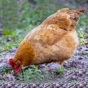 温氏心厨老母鸡 2年以上走地散养清远麻老母鸡2只净重7-9斤 一只标准