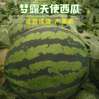 西瓜种子特大巨型懒汉麒麟甜王籽苗高产四季春秋南方阳台水果种孑梦露天使2g试种装 买二送一 图片价格品牌报价 京东