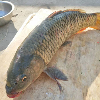 lism正宗苏北淡水湖鱼大鲤鱼活体新鲜大鱼活鱼现杀鲜鱼淡水鱼五斤