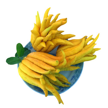 金华佛手鲜果佛手柑带枝水养佛手果金佛手香橼新鲜佛手瓜现摘现发3枝