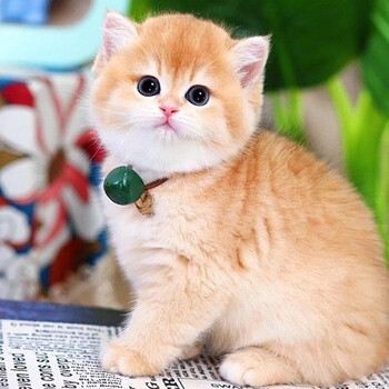 【30天保障】金渐层幼猫英国短毛猫活体金渐层12色金渐层幼崽英短金