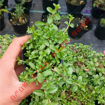 薄荷留兰蜂草糖果葡萄柚阳台庭院室内绿植不含盆 普列薄荷【图片 价格
