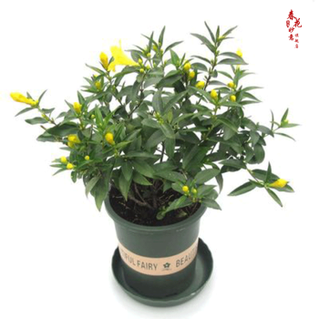 法国香水茉莉花苗冬季带花苞长青绿植花卉盆栽 黄茉莉爬藤植物耐寒花卉 法国香水中苗+加仑盆 含盆