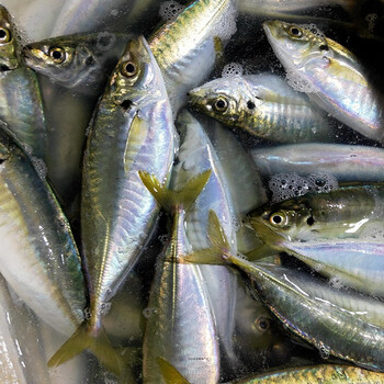 航海猫 东山养殖冰鲜巴浪鱼刺身海鲜 海捕活冻蓝圆鲹竹荚鱼水产海鲜