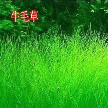 水草种子前景草超迷你矮珍珠趴地珍珠牛毛草伊乐藻种子牛毛草800粒 图片价格品牌报价 京东 水草种子前景草超迷你矮珍珠趴地珍珠牛毛草伊乐藻种子牛毛草800粒 图片价格品牌报价 京东