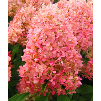 圆锥绣球花苗耐寒木本老桩香草草莓石灰灯阳台花卉绿植物 夏日美人 不