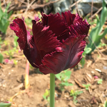 重瓣郁金香荷兰种球盆栽秋冬花卉 稀有 郁金香 黑鹦 1颗 不含盆