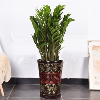 绿范绿萝盆栽万年青室内富贵竹笼绿植红掌火鹤花卉巴西木植物幸福树金钱树盆栽客厅办公室除甲醛盆景龙血树金钱树黑色瓷盆1 1 2米 图片价格品牌报价 京东