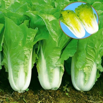 四季奶油快菜种子20天一年四季奶白菜抗热耐寒特香黄心脆嫩蔬菜籽