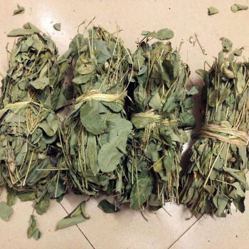 狸尾草 广东连南百里瑶山纯野生狸尾草羊咩香50克草药 500克