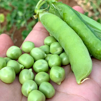 現摘新鮮毛豆3斤嫩豆角時令蔬菜青豆綠豆莢當季毛豆莢胡豆豌豆5斤3斤