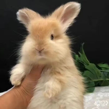 安哥拉长毛兔 网红巨型安哥拉兔巨兔活体长毛兔子活物大型兔萌宠 2个