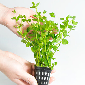 水草植物活体懒人水草造景套餐真草增氧水草沉木水榕阴性水草青苹果