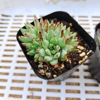 好看的多肉植物 魔爪多肉植物盆栽绿爪粉爪魔爪肉肉植物花卉杜里万