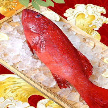 俏农优选 冰鲜燕尾斑1条500-600g/条 新鲜东星斑鱼生冻深海鱼红星斑