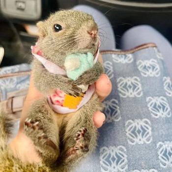 松鼠活物 金花魔王雪地松鼠幼崽活体宠物松鼠宝宝小松鼠活物包活 黄山