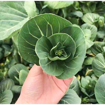 鲜美惊  苏北农家霜冻上海青大青菜心菜苔新鲜苏州青太湖黑油菜菜芯花