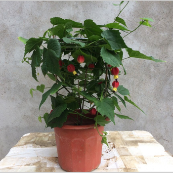 灯笼花藤本爬藤植物盆栽蔓性风铃花室内外庭院观花绿植四季好养80cm 100 带花发货不含盆 图片价格品牌报价 京东