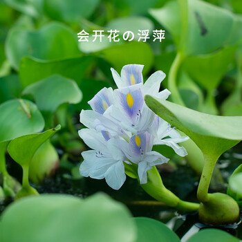 水葫芦浮萍水草花卉植物种苗鱼塘鱼池鱼缸养乌龟缸净化水质水芙蓉100棵水葫芦 图片价格品牌报价 京东