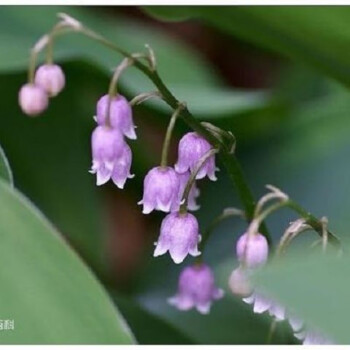 铃兰花苗盆栽带根带芽四季开花不断花种子易养易活紫色4 8cm 图片价格品牌报价 京东