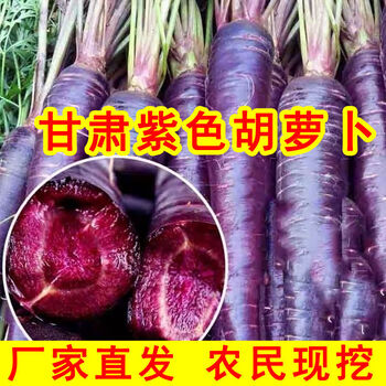 水果黑胡萝卜新鲜卜甘肃紫色胡萝带泥含箱黑美人中果 5斤 精品 图片价格品牌报价 京东