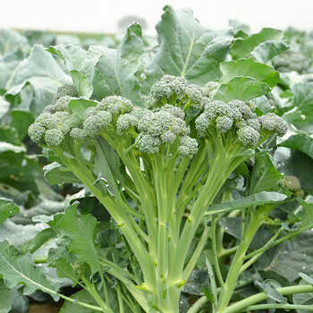 种菜记西兰苔种子有机西洋芥兰小西兰花芦笋青花菜笋秀兰芥蓝籽四季春季阳台盆栽蔬菜孑西兰苔种子5克 图片价格品牌报价 京东