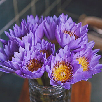 供佛莲花室内水养鲜切花批发剑兰花圣诞礼物同城速递 紫色睡莲10支