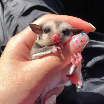 玩家蜜袋鼬活物蜜袋鼯白蜜马赛克白脸蜜袋鼠密袋幼崽飞鼠宠物 蜜袋鼬