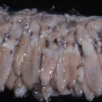 海猫海兔小水兔一袋500克净重海鲜水产鱿鱼八爪鱼当地