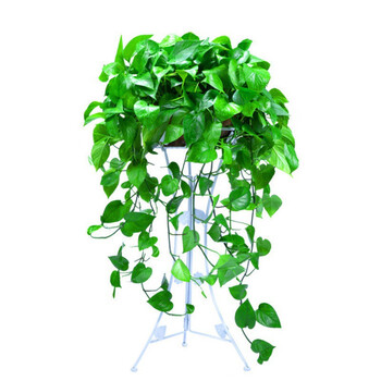 米囹长藤绿萝盆栽室内植物大叶绿箩水培花卉绿植四季常青易成活