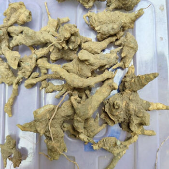 有仁堂干货伤草铁麻雀去伤王铁将军湛江草药250克500克