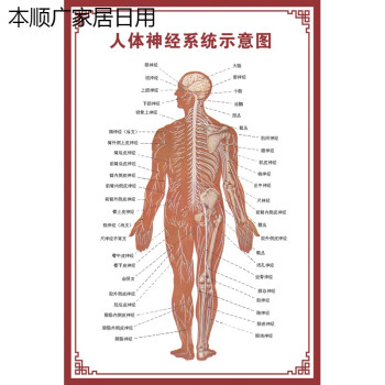 人体内脏解剖系统示意图医学骨骼肌肉器官血管血液结构图医院海报神经