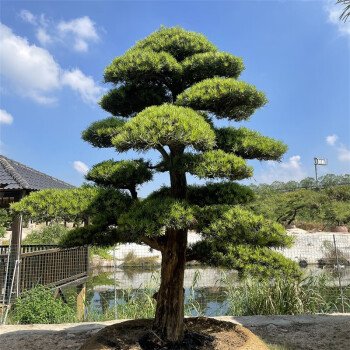 迎客松造型羅漢松盆景地景大苗別墅庭院盆栽老樁羅漢松小盆景2025釐米